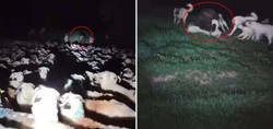 Korku dolu anlar kamerada! Gece vakti koyun sürüsüne saldıran ayı dehşet saçtı. Onlarca köpeğin ayıya karşı koyduğu anlar kameraya böyle yansıdı