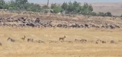 Nesli tükenme tehlikesi altında: Siverek'te görüntülendiler