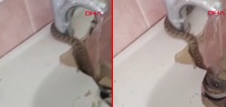 Bayburt'ta korku dolu anlar! Lavabodan yılan çıktı