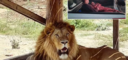Antalya'da aslan saldırısı! Peki bir aslandan nasıl korunulur? Aslan eğitmeni Ahmet Akbey tv100'de anlattı