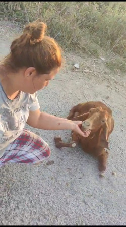 Mersin'de korkunç görüntü. Arazide otlayan onlarca küçükbaş öldü. İnceleme başlatıldı