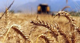 2023 Buğday taban alım fiyatları belli oldu: 9 Haziran TOBB buğday fiyatlarındaki son durum şu şekilde oldu. İşte TOBB güncel buğday taban alım fiyatları
