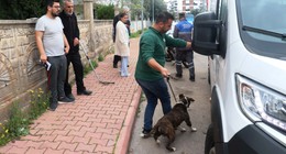 Dört saatlik 'pitbull' esareti: Korkudan kimse giriş çıkış yapamadı