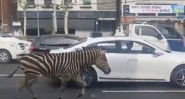 Hayvanat bahçesinden kaçan zebra şehre indi