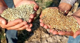 Çiftçiler Dikkat 2023 Buğday Taban Alım Fiyatları Açıklanıyor. Tarih Verildi. 2023 Buğday Taban Alım Fiyatı Ne kadar?