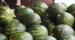 Karpuzun kilosu tarlada 5, İstanbul'da 14 lira! Büyükşehirlerde kilosu 50 liraya satılıyordu, tarlada kilosu 5 liraya düşünce marketler de karpuzun kilosunu 15 liraya çekti