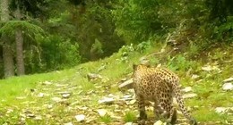 Nesli tehlikede olan Anadolu Leoparı görüntülendi. Efsane bu kadim topraklarda