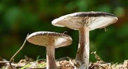 Mantar yemeden önce bunu yapıyorsanız dikkat: Ölüme kadar götürüyor