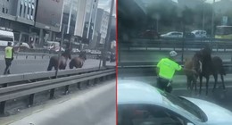 İstanbul trafiğinde şaşkına çeviren görüntü. İki at, Avcılar’dan Bakırköy’e kadar koştu