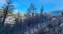 190 hektar alan zarar gördü. Alanya'daki orman yangınından acı kareler