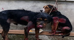 Burdur'da 2 köpeğe resmen işkence! Görüntüleri yürekleri cız ettirdi