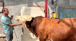 1 ton 200 kiloluk kurbanlık dana araba fiyatına alıcısını bekliyor