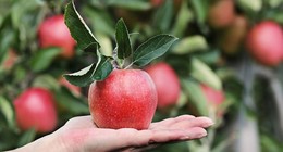 Elma suyu tüketmenin şaşırtıcı faydaları! Günde 1 bardak tüketilmeliymiş