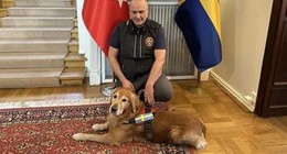 Deprem kahramanı Killian hayatını kaybetti: İsveç'ten gelen köpek 18 kişiyi kurtarmıştı