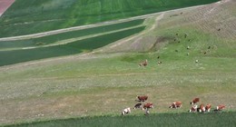 3 aylıkken kaçmıştı! 9 ay sonra 5 kilometre uzakta bulundu