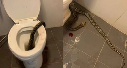 Tuvalette yılan dehşeti! Cinsel organını soktu