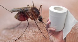 Ne sprey ne cihaz! Tuvalet kağıdıyla sivrisinekleri uzaklaştıran yöntem viral oldu