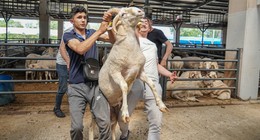 Bursa Bu Koçu Konuşuyor! Görenler Resmen Şokta: Bu Ne Böyle İlk Defa Gördüm... Her Boynuz İçin 10 Bin TL İstedi!