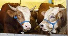 Kurbanlık alacaklar olan herkesi ilgilendiriyor! Kurbanlık pazarında akıllara durgunluk veren hile ortaya çıktı