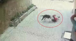 Pitbull saldırısı kamerada: Ataşehir’de oynayan çocuğa saldırdı