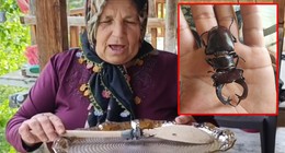 Bu böceği öldürmek, almak ve satmak yasak! O hataya düşenler servet ödeyecek