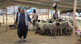 Bayramın 2. gününde kurban fiyatları çakıldı! Satıcı üzgün, vatandaş mutlu