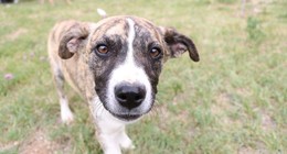 İran’da evcil hayvanlara yeni yasak: Köpek gezdirme 18 kentte yasaklandı