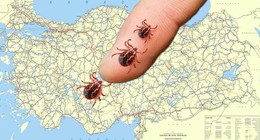 FLAŞ! Türkiye'de kene riski olan iller belli oldu! İşte dikkat edilmesi gerekenler...