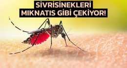 Ne kan grubu ne de koku: Sivrisinekler bu kıyafet rengine geliyormuş sakın giymeyin