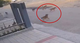 Sahipsiz köpekler iki kişiye saldırdı! O anlar güvenlik kamerasına takıldı