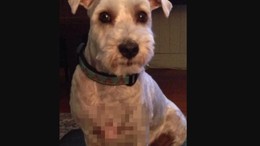 Köpeğin göğsündeki şekli görenler şoke oldu! Sahibi sosyal medyada paylaştı, yorum yağdı