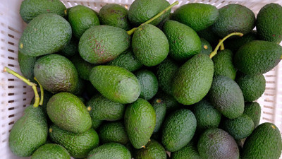 Avokado yüzünden 5'i çocuk 9 kişiyi öldürdüler!