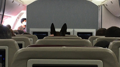 ABD, köpeklerini Afganistan'dan böyle kurtardı