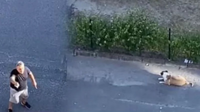 Daire 16 sosyal medyanın gündeminde! Herkes sokak köpeğine sahip çıkan Özay Kaya’yı konuşuyor