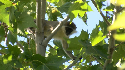 Kafede oturanların masasına maymun düştü!