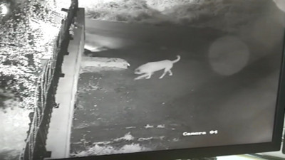 Sarıyer'de köpekler kovalarken düşen çocuğun kolu kırıldı; dehşet anları kamerada