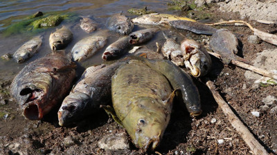 Korkutan balık ölümleri: Van'ın Muradiye ilçesinde endişelendiren balık ölümleri