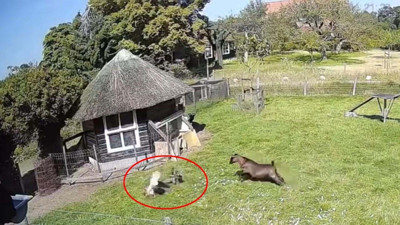 Hayvanlar Çifliği'nde inanılmaz görüntü, inanılmaz mücadele... Tavuğu, keçi ve horoz kurtardı