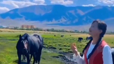 At, müziğin ritmine ayak uydurup dansa eşlik etti