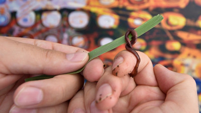 Pandemi geldi, evde solucan arttı! Siyah altına talep artınca solucan gübresi kutusu yaptılar!