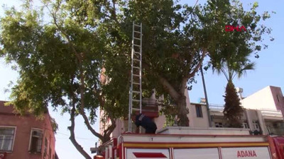Adana'da refüjde bulunan ağaçta bir gün boyunca mahsur kalan sokak kedisi, itfaiye ekiplerinin kurtarma çalışması sırasında ağaçtan atlayarak kaçtı