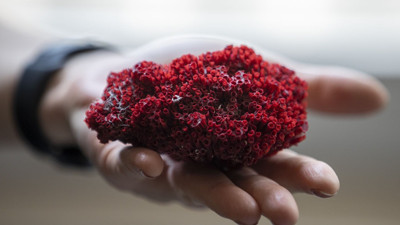 Adet kanaması ve uyku için kullanılan kardeş kanı bitkisi ölüm getiriyor.... Kardeş kanı bitkisini kullananlar dikkat!