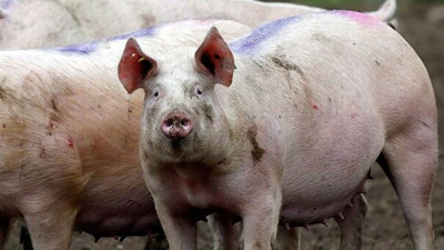 New York'ta domuzdan böbrek nakli