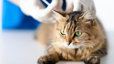 Kazakistan’da kediler için koronavirüs aşısı geliştirildi