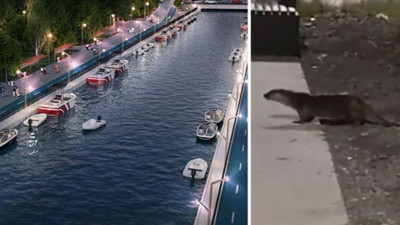 İBB Başkanı Ekrem İmamoğlu, sosyal medya hesabından Kadıköy Kurbağalıdere’de su samurunun görüldüğünü duyurdu