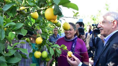 CHP Genel Başkanı Kemal Kılıçdaroğlu, Muğla'nın Dalaman ilçesinde limon bahçesinde yaptığı hasadın ardından çiftçilerle kahvaltı yaptı
