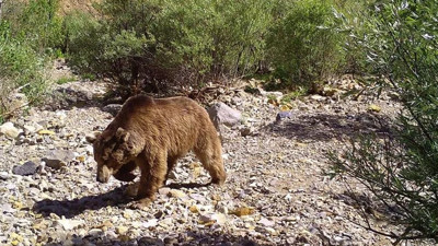 Bingöl’de, Doğa Koruma ve Milli Parklar Şube Müdürlüğü (DKMP) tarafından farklı bölgelere kurulan fotokapanlara yaban hayvanlarının görüntüleri yansıdı