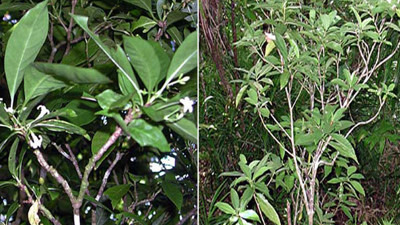 Yapraklarını ezin, suyunu için; her derde deva... Her evin bahçesinde doğal olarak yetişiyor. Mucize bitkinin adı Matalafi: Kansere, ateşe, ağrıya, yaralara, iltihaplara karşı bire bir