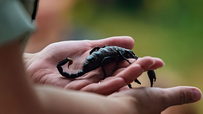 Şaşırtan iddia: "Akrep zehri koronavirüse karşı koruyor mu?"