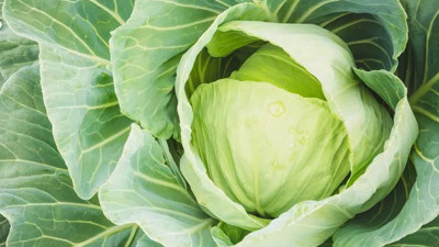 Lahana yaprağının mucizesi: Tiroid bezleri, baş ağrısı, şişlik ve bir çok sağlık problemine karşı etkili! İşte Lahana yapraklarını vücudunuza sardığınızda olanlar...